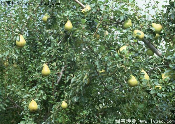 黄花梨<a href='https://www.lvbad.com/' target='_blank'>种子</a>
