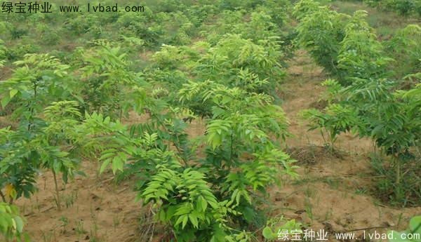 黄花梨种子
