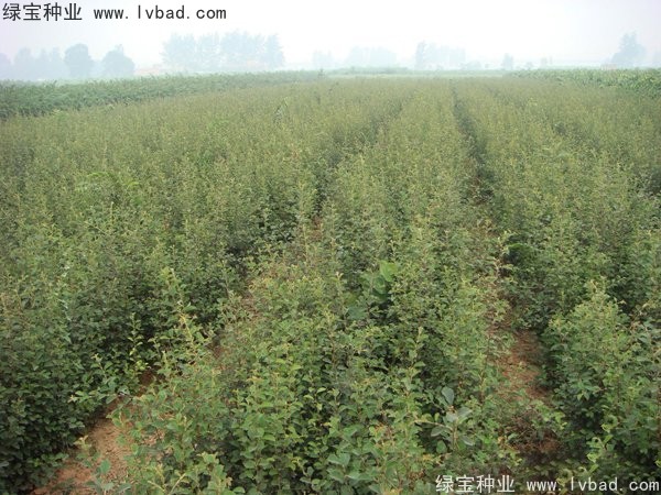 <a href='https://www.lvbad.com/linmuzhongzi/1758.html' target='_blank'>木瓜树种子</a>