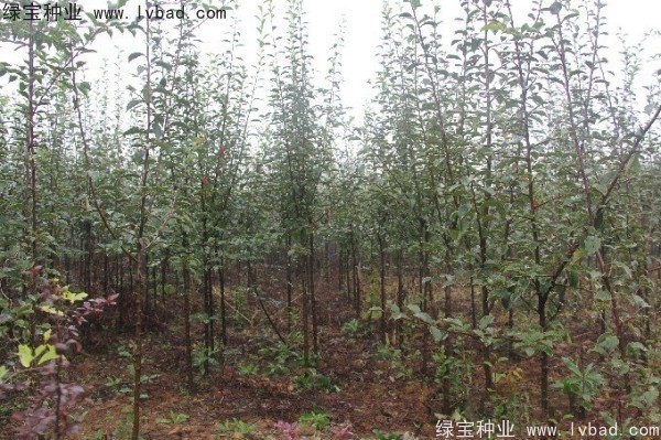 <a href='https://www.lvbad.com/linmuzhongzi/1758.html' target='_blank'>木瓜树种子</a>
