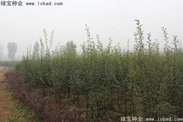 <a href='https://www.lvbad.com/linmuzhongzi/1758.html' target='_blank'>木瓜树种子</a>