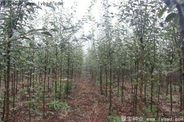 木瓜树<a href='https://www.lvbad.com/' target='_blank'>种子</a>