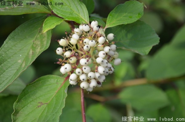 <a href='https://www.lvbad.com/linmuzhongzi/1759.html' target='_blank'>红瑞木</a><a href='https://www.lvbad.com/' target='_blank'>种子</a>