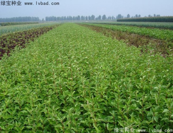 <a href='https://www.lvbad.com/linmuzhongzi/1759.html' target='_blank'>红瑞木种子</a>