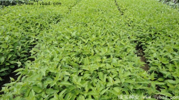 <a href='https://www.lvbad.com/linmuzhongzi/1759.html' target='_blank'>红瑞木种子</a>