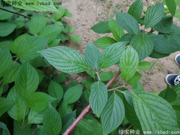 红瑞木种子
