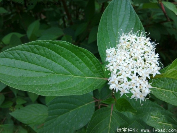 红瑞木种子