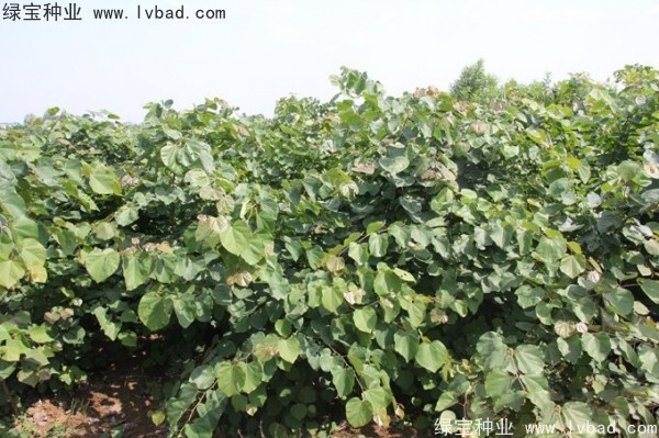 紫荆<a href='https://www.lvbad.com/' target='_blank'>种子</a>