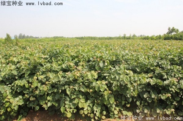 <a href='https://www.lvbad.com/linmuzhongzi/1760.html' target='_blank'>紫荆种子</a>
