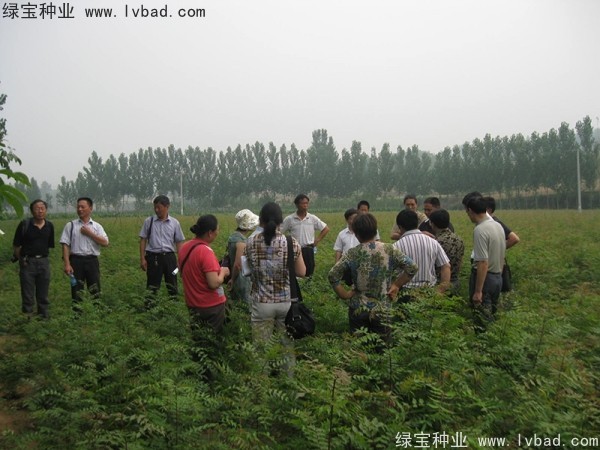 <a href='https://www.lvbad.com/linmuzhongzi/1761.html' target='_blank'>黄连木种子</a>