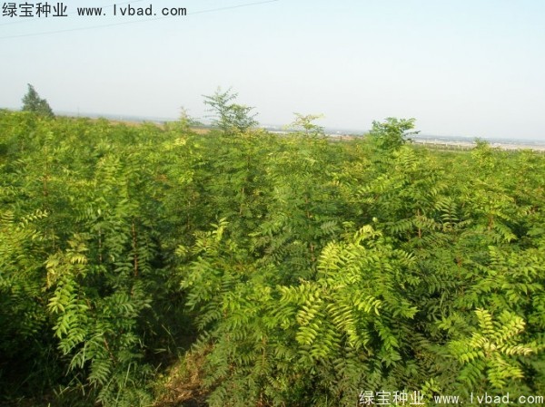 黄连木<a href='https://www.lvbad.com/' target='_blank'>种子</a>