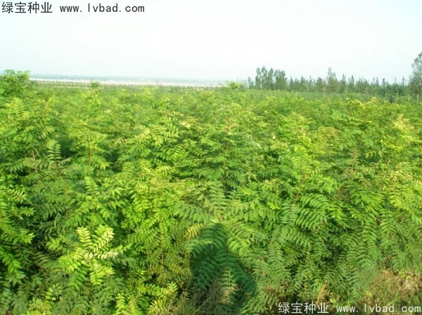 <a href='https://www.lvbad.com/linmuzhongzi/1761.html' target='_blank'>黄连木种子</a>