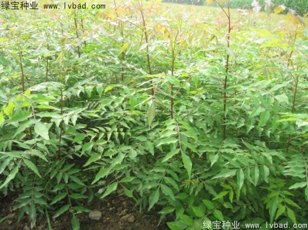 <a href='https://www.lvbad.com/linmuzhongzi/1761.html' target='_blank'>黄连木</a><a href='https://www.lvbad.com/' target='_blank'>种子</a>