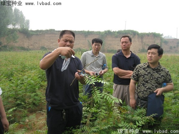 <a href='https://www.lvbad.com/linmuzhongzi/1761.html' target='_blank'>黄连木种子</a>