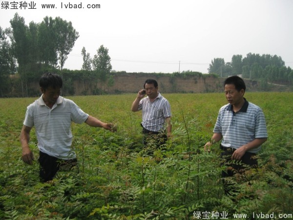黄连木<a href='https://www.lvbad.com/' target='_blank'>种子</a>