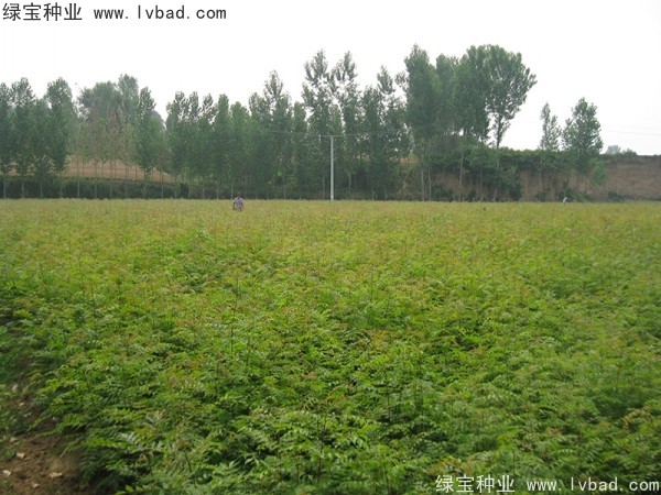 黄连木种子