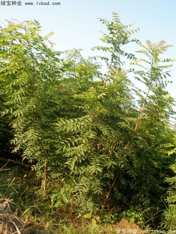 黄连木种子