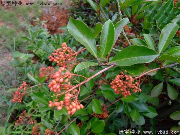 <a href='https://www.lvbad.com/linmuzhongzi/1762.html' target='_blank'>红果冬青种子</a>