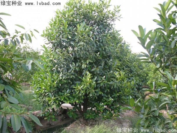 红果冬青<a href='https://www.lvbad.com/' target='_blank'>种子</a>