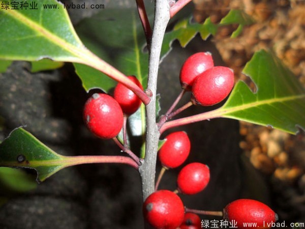 <a href='https://www.lvbad.com/linmuzhongzi/1762.html' target='_blank'>红果冬青</a><a href='https://www.lvbad.com/' target='_blank'>种子</a>