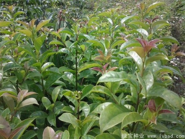 <a href='https://www.lvbad.com/linmuzhongzi/1762.html' target='_blank'>红果冬青种子</a>