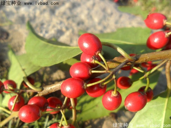 <a href='https://www.lvbad.com/linmuzhongzi/1762.html' target='_blank'>红果冬青种子</a>