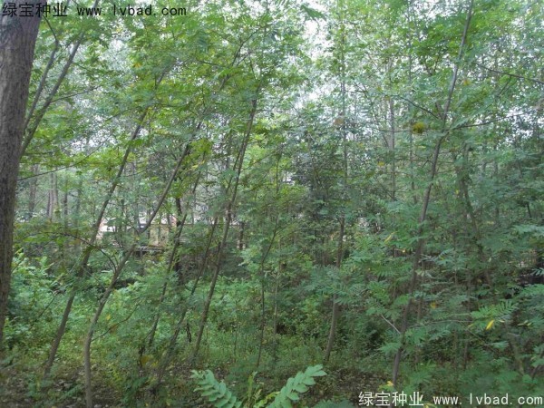 <a href='https://www.lvbad.com/linmuzhongzi/1763.html' target='_blank'>枫杨种子</a> <a href='https://www.lvbad.com/linmuzhongzi/1763.html' target='_blank'>枫杨种子</a>