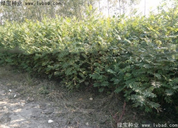 <a href='https://www.lvbad.com/linmuzhongzi/1763.html' target='_blank'>枫杨种子</a> <a href='https://www.lvbad.com/linmuzhongzi/1763.html' target='_blank'>枫杨种子</a>