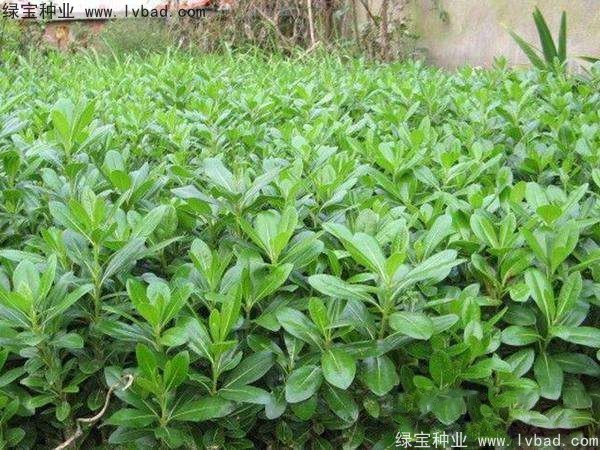 <a href='https://www.lvbad.com/linmuzhongzi/1765.html' target='_blank'>海桐</a><a href='https://www.lvbad.com/' target='_blank'>种子</a> <a href='https://www.lvbad.com/linmuzhongzi/1765.html' target='_blank'>海桐种子</a>