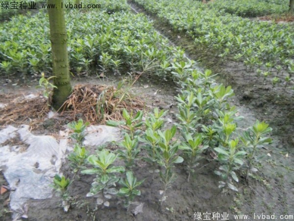 <a href='https://www.lvbad.com/linmuzhongzi/1765.html' target='_blank'>海桐</a><a href='https://www.lvbad.com/' target='_blank'>种子</a> <a href='https://www.lvbad.com/linmuzhongzi/1765.html' target='_blank'>海桐种子</a>