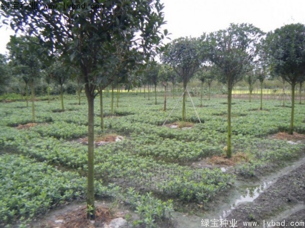 <a href='https://www.lvbad.com/linmuzhongzi/1765.html' target='_blank'>海桐种子</a> <a href='https://www.lvbad.com/linmuzhongzi/1765.html' target='_blank'>海桐种子</a>