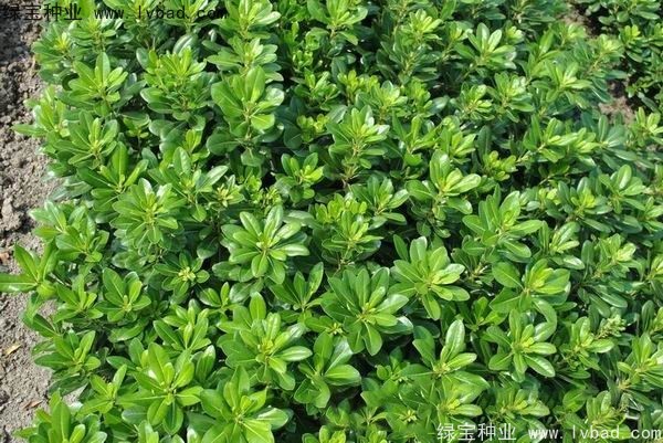 海桐种子 海桐种子