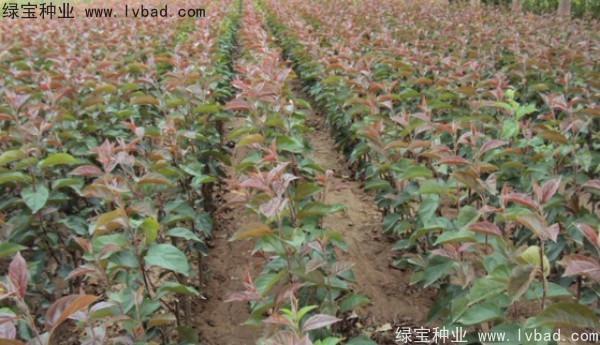<a href='https://www.lvbad.com/linmuzhongzi/1766.html' target='_blank'>海棠种子</a>