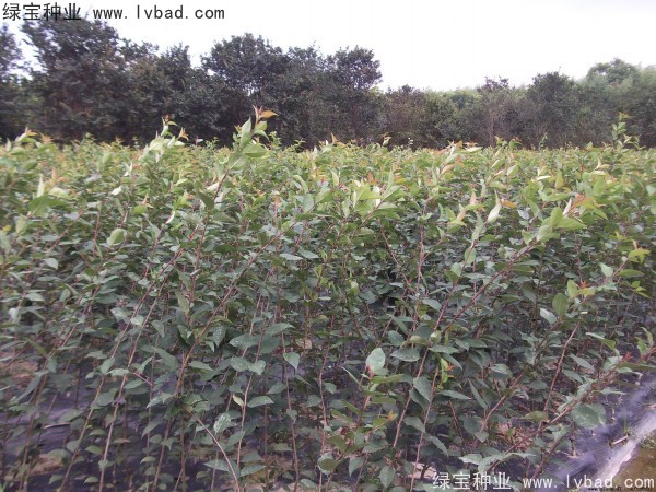 <a href='https://www.lvbad.com/linmuzhongzi/1766.html' target='_blank'>海棠种子</a>