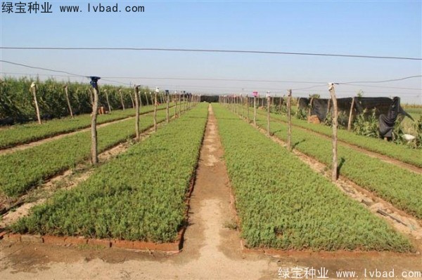 <a href='https://www.lvbad.com/linmuzhongzi/1767.html' target='_blank'>桧柏种子</a>