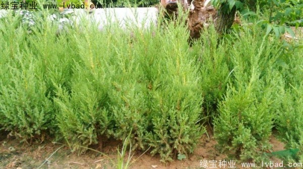 <a href='https://www.lvbad.com/linmuzhongzi/1767.html' target='_blank'>桧柏种子</a>