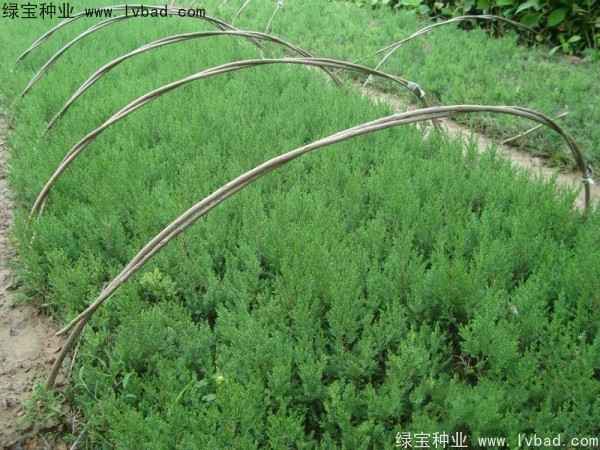 <a href='https://www.lvbad.com/linmuzhongzi/1767.html' target='_blank'>桧柏</a><a href='https://www.lvbad.com/' target='_blank'>种子</a>