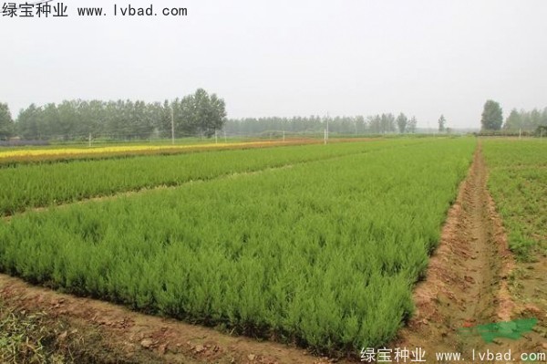 <a href='https://www.lvbad.com/linmuzhongzi/1767.html' target='_blank'>桧柏</a><a href='https://www.lvbad.com/' target='_blank'>种子</a>