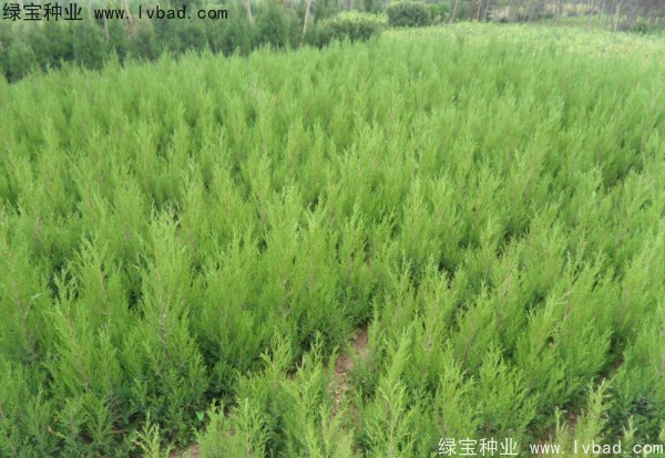 桧柏<a href='https://www.lvbad.com/' target='_blank'>种子</a>