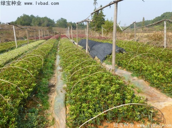 <a href='https://www.lvbad.com/linmuzhongzi/1768.html' target='_blank'>桂花</a><a href='https://www.lvbad.com/' target='_blank'>种子</a>