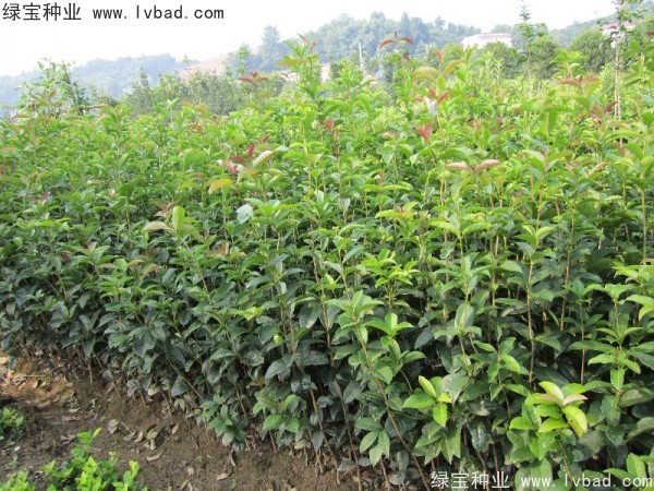 <a href='https://www.lvbad.com/linmuzhongzi/1768.html' target='_blank'>桂花</a><a href='https://www.lvbad.com/' target='_blank'>种子</a>