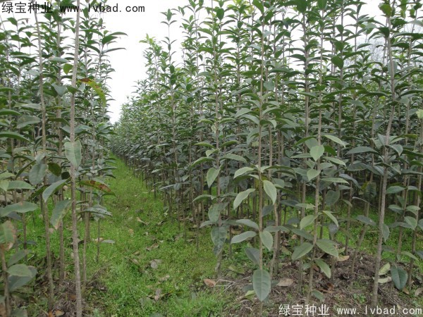 <a href='https://www.lvbad.com/linmuzhongzi/1768.html' target='_blank'>桂花种子</a>