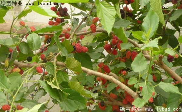 桑树种子
