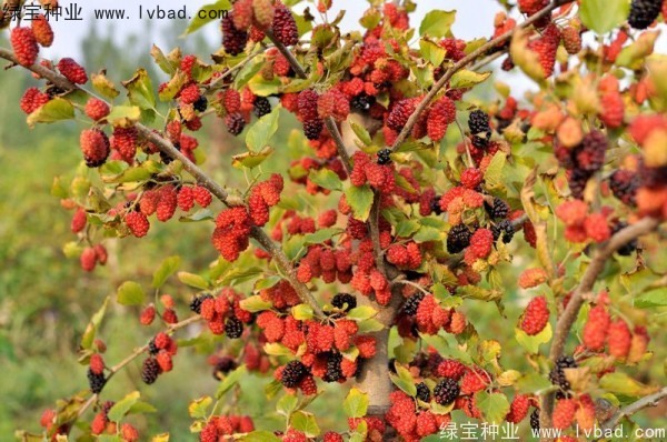 <a href='https://www.lvbad.com/linmuzhongzi/1769.html' target='_blank'>桑树种子</a>
