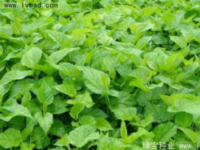 桑树种子