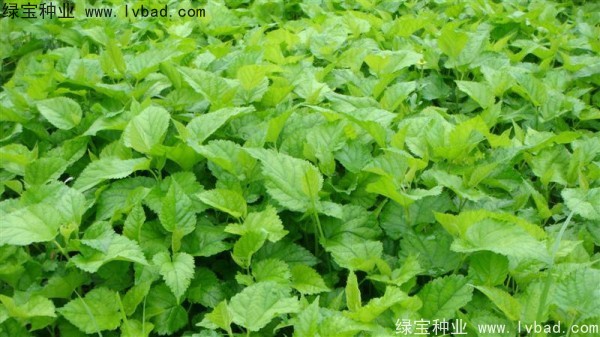 <a href='https://www.lvbad.com/linmuzhongzi/1769.html' target='_blank'>桑树</a><a href='https://www.lvbad.com/' target='_blank'>种子</a>