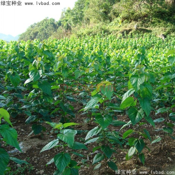 桑树种子