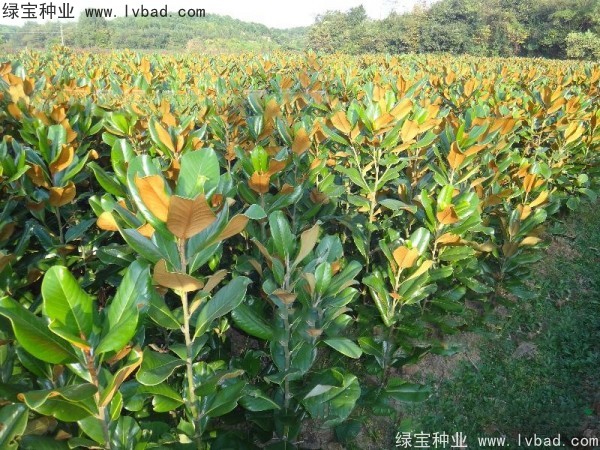 广<a href='https://www.lvbad.com/linmuzhongzi/1813.html' target='_blank'>玉兰种子</a>