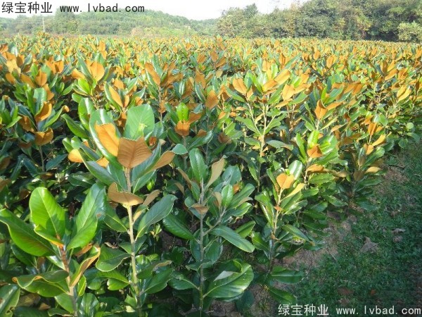 <a href='https://www.lvbad.com/linmuzhongzi/1770.html' target='_blank'>广玉兰种子</a>