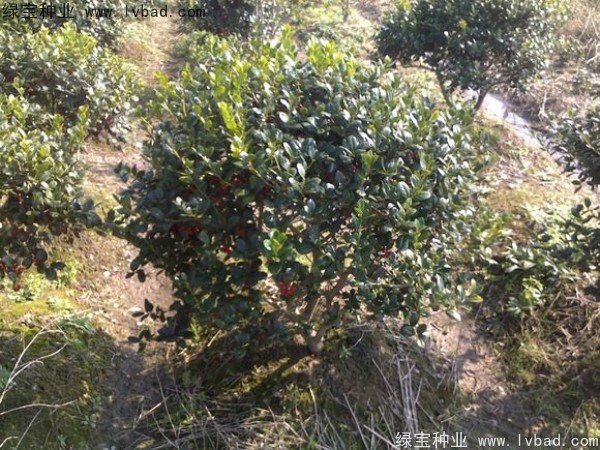 <a href='https://www.lvbad.com/linmuzhongzi/1771.html' target='_blank'>构骨</a><a href='https://www.lvbad.com/' target='_blank'>种子</a> <a href='https://www.lvbad.com/linmuzhongzi/1771.html' target='_blank'>构骨</a><a href='https://www.lvbad.com/' target='_blank'>种子</a>